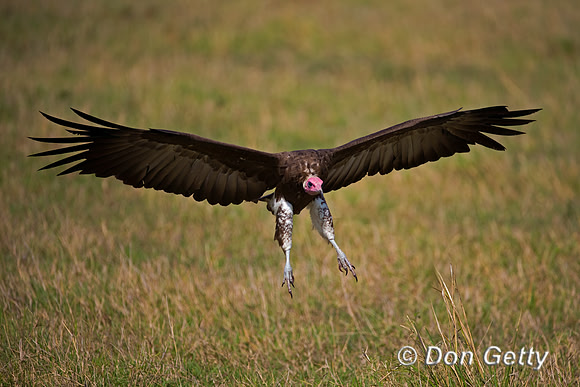 Hooded Vulture