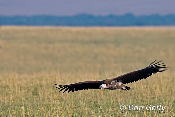 Lappet-faced Vulture