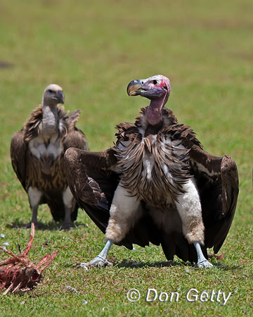 Lappet-faced Vulture