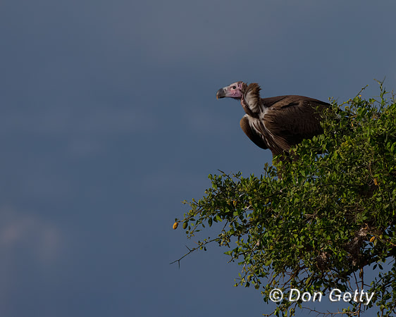 Lappet-faced Vulture