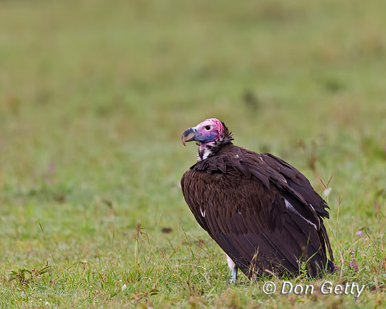 Lappet-faced Vulture