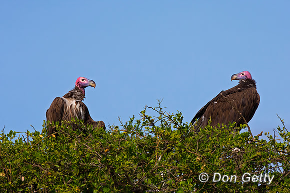 Lappet-faced Vulture