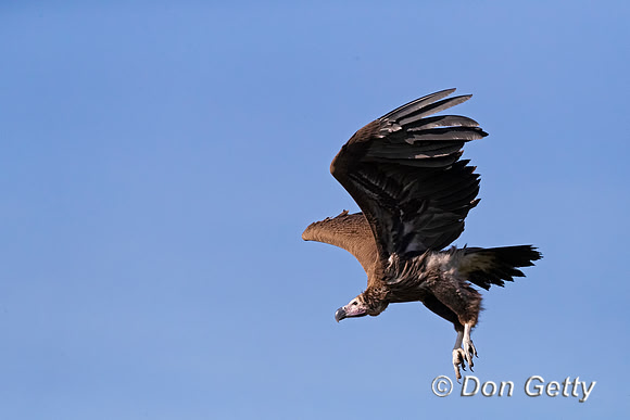 Lappet-faced Vulture