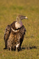 Ruppell's griffon Vulture
