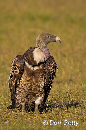 Ruppell's griffon Vulture