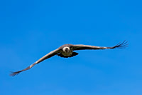 Ruppell's griffon Vulture