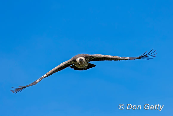 Ruppell's griffon Vulture