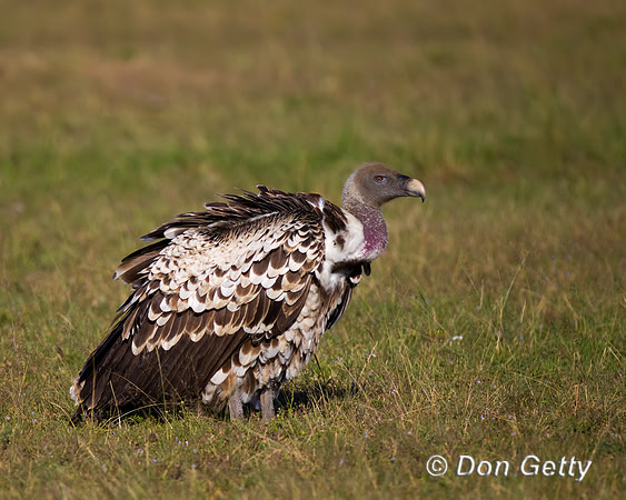 Ruppell's griffon Vulture