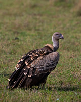 Ruppell's griffon Vulture