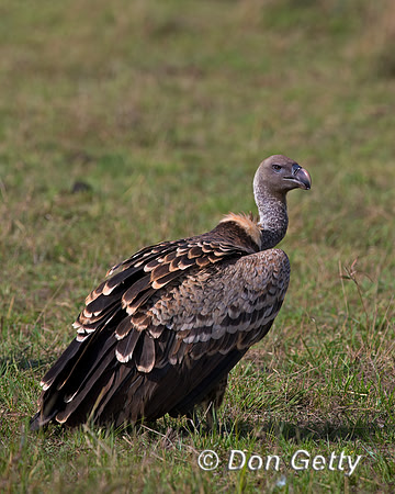 Ruppell's griffon Vulture