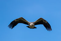 Ruppell's griffon Vulture