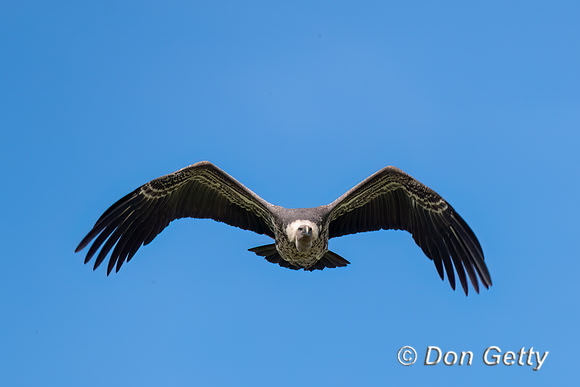 Ruppell's griffon Vulture