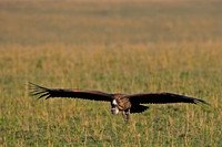 White-backed Vulture