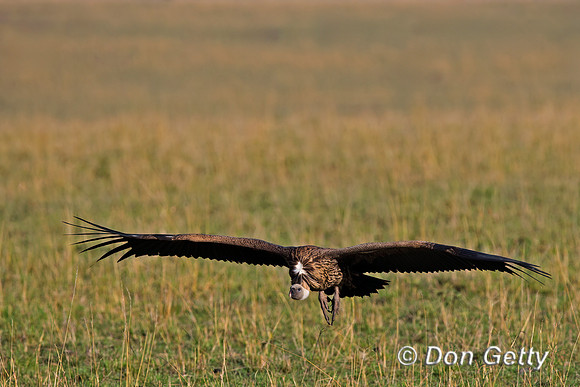 White-backed Vulture