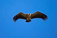 White-backed Vulture