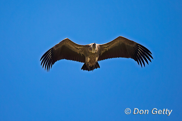 White-backed Vulture