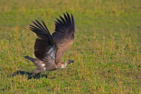 White-backed Vulture