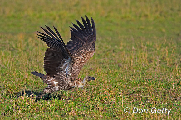 White-backed Vulture