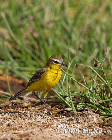 Yellow Wagtail