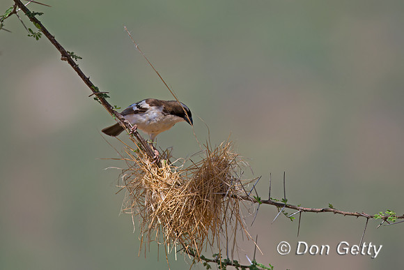 Chestnut-crowned Sparrow-weaver