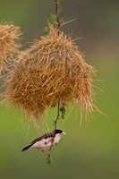 Black-capped Social Weaver