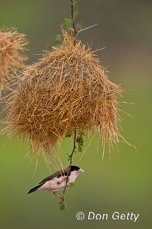 Black-capped Social Weaver