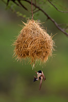 Black-capped Social Weaver