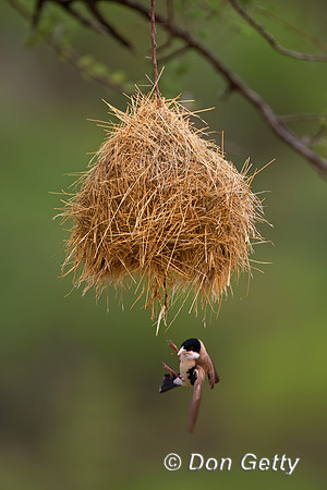 Black-capped Social Weaver