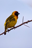 Vitelline Masked Weaver