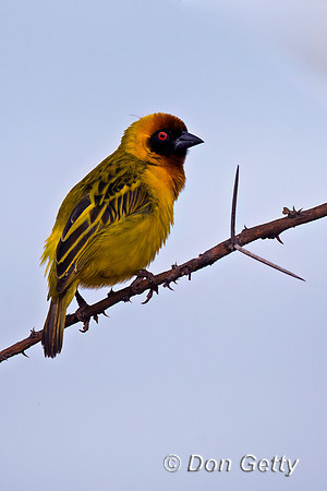 Vitelline Masked Weaver
