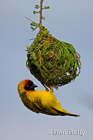 Vitelline Masked Weaver