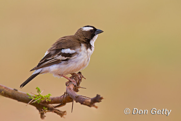 White-browed Sparrow-weaver