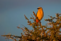 White-headed Buffalo Weaver