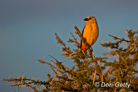 White-headed Buffalo Weaver
