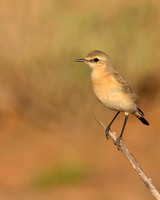 Desert Wheatear