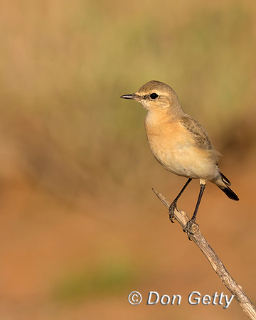 Desert Wheatear