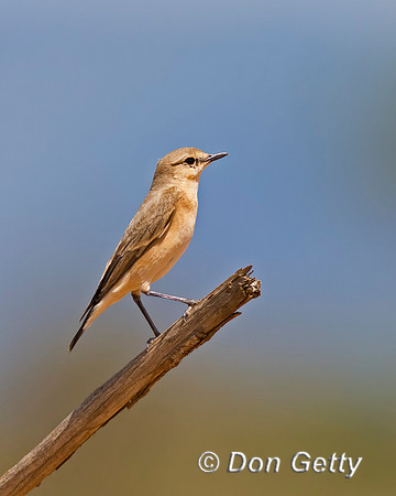 Isabelline Wheatear