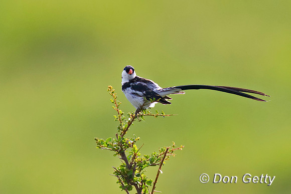 Pin-tailed Whydah