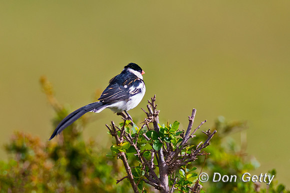 Pin-tailed Whydah