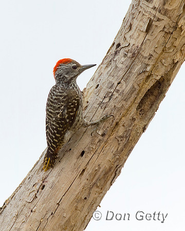 Cardinal Woodpecker