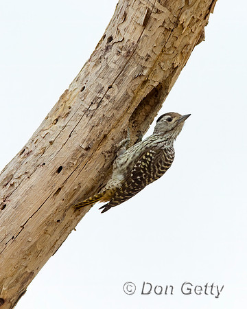 Cardinal Woodpecker
