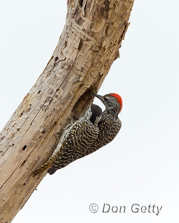 Cardinal Woodpecker