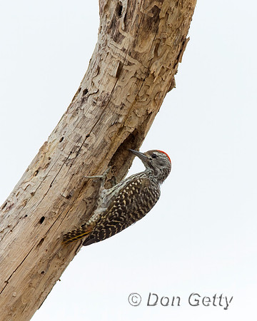 Cardinal Woodpecker
