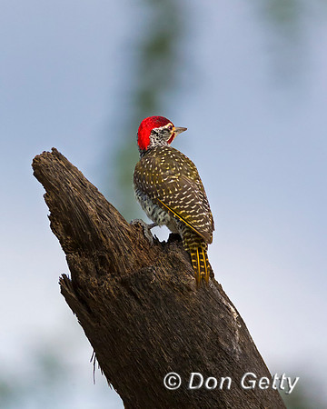 Nubian Woodpecker