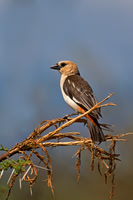 White-headed Buffalo Weaver