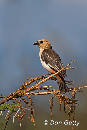 White-headed Buffalo Weaver