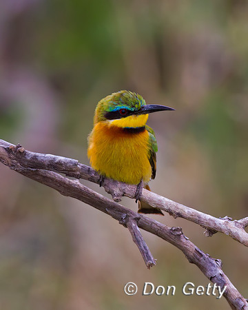 Little Bee-eater
