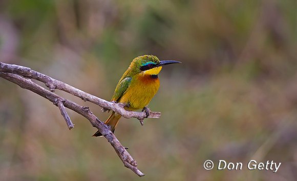 Little Bee-eater