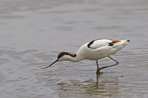 Pied Avocet