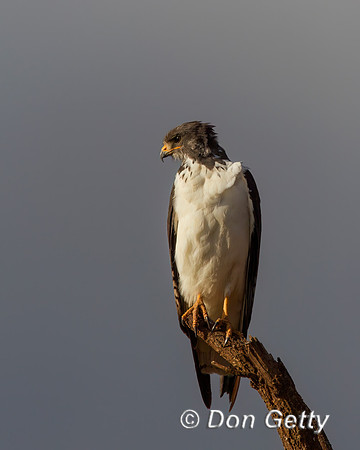 Augur Buzzard